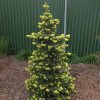 Picea pungens 'Maigold' - Blue spruce - Picea pungens 'Maigold'