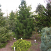 Pinus heldreichii 'Dark Green Ball' - Gold-tipped Bosnian Pine - Pinus heldreichii 'Dark Green Ball' ; Pinus leucodermis