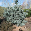 Pinus parviflora 'Glauca' - сосна мелкоцветковая - Pinus parviflora 'Glauca'