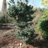 Pinus parviflora 'Schoon's Bonsai' - Japanese White Pine - Pinus parviflora 'Schoon's Bonsai'