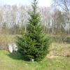 Abies grandis - Küsten-Tanne ; Große Küstentanne - Abies grandis