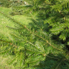 Abies grandis - Küsten-Tanne ; Große Küstentanne - Abies grandis