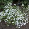 GEISHA WEISS 'Hisako' - Japanese azalea - GEISHA WEISS 'Hisako' - Rhododendron GEISHA WEISS 'Hisako'; Rhododendron 'Geisha Hisako'