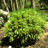 Rhododendron sutchuenense - Рододендрон sutchuenense - Rhododendron sutchuenense