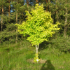 Acer campestre 'Postelense' - klon polny - Acer campestre 'Postelense'