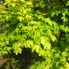 Acer campestre 'Postelense' - klon polny - Acer campestre 'Postelense'