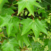 Acer cappadocicum 'Rubrum' - Клён колхидский - Acer cappadocicum 'Rubrum'
