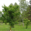 Acer cappadocicum 'Rubrum' - Клён колхидский - Acer cappadocicum 'Rubrum'