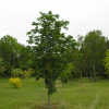 Acer cappadocicum 'Rubrum' - Клён колхидский - Acer cappadocicum 'Rubrum'