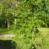Acer davidii ssp. grosseri - Клен Давида - Acer davidii ssp. grosseri