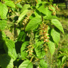 Acer davidii ssp. grosseri - Клен Давида - Acer davidii ssp. grosseri
