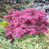 Acer palmatum 'Atropurpureum' - Fächer-Ahorn - Acer palmatum 'Atropurpureum'