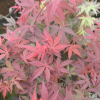 Acer palmatum 'Atropurpureum' - Fächer-Ahorn - Acer palmatum 'Atropurpureum'