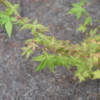 Acer palmatum  'Bi-hoo' - Клён дланеви́дный - Acer palmatum  'Bi-hoo'