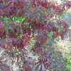 Acer palmatum 'Crimson Princess' - Клен дланевидный - Acer palmatum 'Crimson Princess'