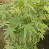 Acer palmatum 'Going Green' - klon palmowy - Acer palmatum 'Going Green'