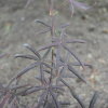 Acer palmatum 'Starfish' - Клён дланеви́дный - Acer palmatum 'Starfish'