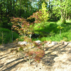 Acer palmatum 'Villa Taranto' - Клён дланеви́дный - Acer palmatum 'Villa Taranto'