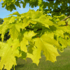 Acer platanoides 'Crimson Gold' - klon zwyczajny - Acer platanoides 'Crimson Gold'