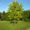 Acer platanoides 'Crimson Gold' - klon zwyczajny - Acer platanoides 'Crimson Gold'