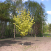 Acer platanoides 'Drumondii'- klon zwyczajny ; klon pospolity - Acer platanoides 'Drumondii'