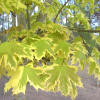 Acer platanoides 'Drumondii'- klon zwyczajny ; klon pospolity - Acer platanoides 'Drumondii'