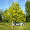 Acer platanoides 'Prigo' PRINCETON GOLD - Spitz-Ahorn - Acer platanoides 'Prigo' PRINCETON GOLD