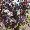 Acer platanoides 'Purple Globe' - klon zwyczajny - Acer platanoides 'Purple Globe'