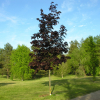 Acer platanoides 'Royal Red' - Spitz-Ahorn - Acer platanoides 'Royal Red'