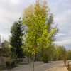 Acer pseudoplatanus 'Leat's Cottage'- Berg- Ahorn - Acer pseudoplatanus 'Leat's Cottage'