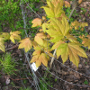 Acer pseudoplatanus 'Leat's Cottage'- Berg- Ahorn - Acer pseudoplatanus 'Leat's Cottage'