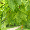 Acer pseudoplatanus 'Leopoldii' - klon jawor - Acer pseudoplatanus 'Leopoldii'