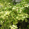 Acer pseudoplatanus 'Simon-Louis Frères'- Sycamore Maple - Acer pseudoplatanus 'Simon-Louis Frères'