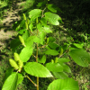 Betula alleghaniensis - Берёза жёлтая - Betula alleghaniensis ; Betula lutea