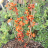 Chaenomeles x superba 'Crimson and Gold'- Japanese quince - Chaenomeles x superba 'Crimson and Gold'