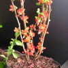 Chaenomeles x superba 'Crimson and Gold'- Japanese quince - Chaenomeles x superba 'Crimson and Gold'