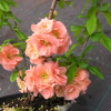 Chaenomeles x superba 'Cameo' - Japanese Quince - Chaenomeles x superba 'Cameo'