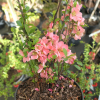 Chaenomeles x superba 'Pink Lady'- Japanese quince - Chaenomeles x superba 'Pink Lady'