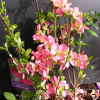 Chaenomeles x superba 'Pink Lady'- Japanese quince - Chaenomeles x superba 'Pink Lady'