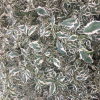 Cornus alternifolia 'Argentea' - Кизил супротивнолистный - Cornus alternifolia 'Argentea'