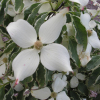 Cornus kousa 'Samaritan' - Кизил японский; Кизил куса - Cornus kousa 'Samaritan'