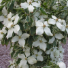 Cornus kousa 'Samaritan' - Кизил японский; Кизил куса - Cornus kousa 'Samaritan'