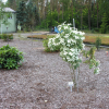 Cornus kousa 'Samaritan' - Кизил японский; Кизил куса - Cornus kousa 'Samaritan'