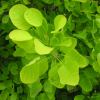 Cotinus coggygria 'Golden Spirit' PBR- perukowiec podolski - Cotinus coggygria 'Golden Spirit'