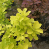 Cotinus coggygria 'Golden Spirit' PBR- perukowiec podolski - Cotinus coggygria 'Golden Spirit'