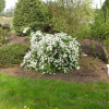 Exochorda racemosa 'The Bride' - obiela groniasta - Exochorda racemosa 'The Bride'