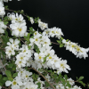 Exochorda racemosa 'The Bride' - obiela groniasta - Exochorda racemosa 'The Bride'