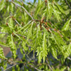 Fagus sylvatica 'Asplenifolia' - Fernleaf European Beech - Fagus sylvatica 'Aspleniifolia'