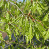 Fagus sylvatica 'Asplenifolia' - Farnblättrige Buche ; Gemeine Buche ; Rot-Buche - Fagus sylvatica 'Aspleniifolia'