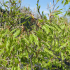 Fagus sylvatica 'Asplenifolia' - Farnblättrige Buche ; Gemeine Buche ; Rot-Buche - Fagus sylvatica 'Aspleniifolia'